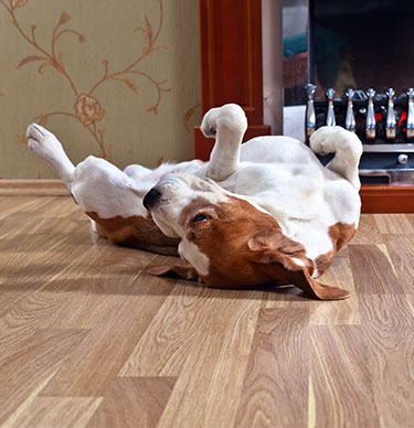 rolling dog on floor Gloucestershire