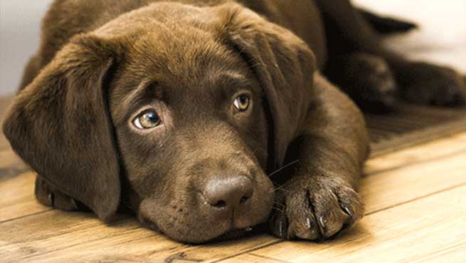 dog resting on floor Gloucestershire